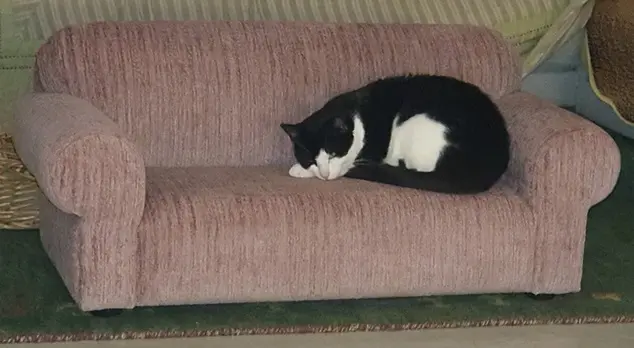 Cat`s Sofa